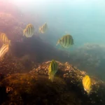 The Triton Collective Los Cabos. Chileno Bay Snorkeling Experience. Photo: Michael Vos